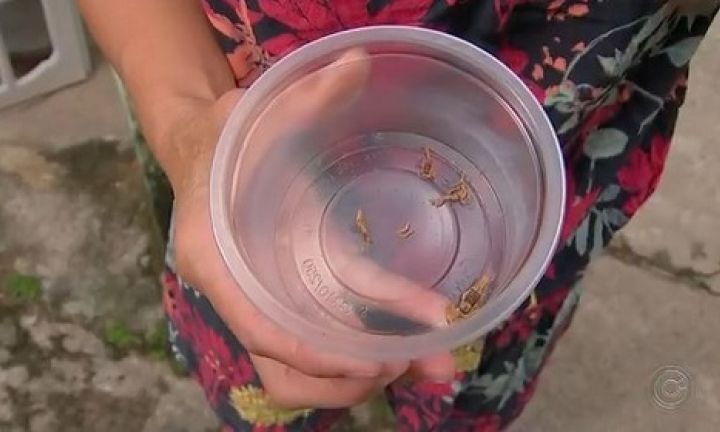 Moradora encontra 18 escorpiões dentro de casa
