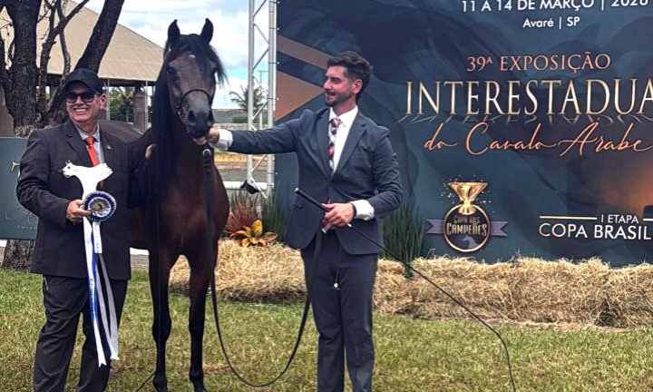 Avaré reúne grandes criadores do país na Exposição Interestadual do Cavalo Árabe