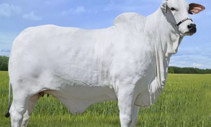 Vaca é arrematada por quase R$ 6 milhões em leilão realizado em Avaré