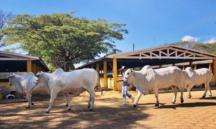 Exponel reúne mais de 250 animais no Parque de Exposições