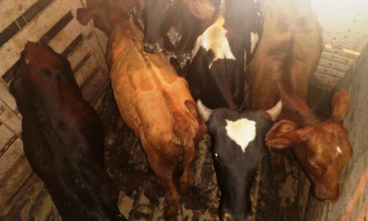 Ação recupera gado comprado com cheques falsos em Itatinga 