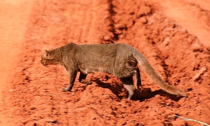 Gato selvagem é fotografado na zona rural de Avaré