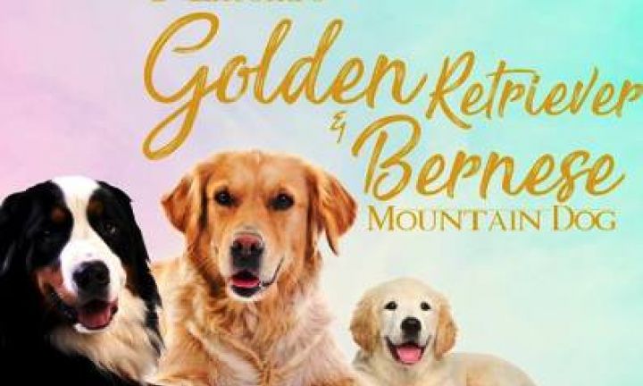 Avaré terá 2º Encontro das Raças Golden Retriever e Bernese Montain