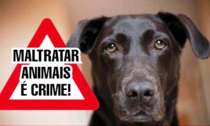 Prefeitura passa a atender denúncias de maus tratos a animais