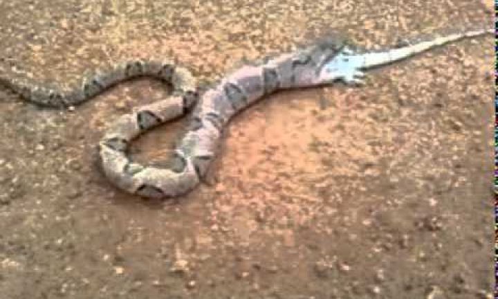 Cobra pica criança de 1 ano na zona rural de Arandu
