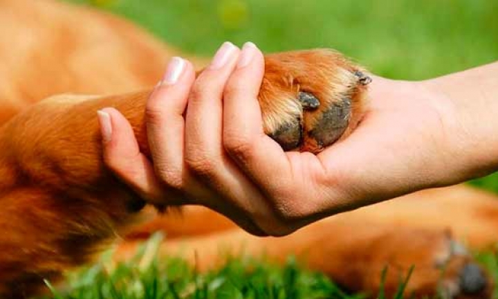 Comissão Sobre a Causa Animal realiza audiência nesta quarta-feira, 10