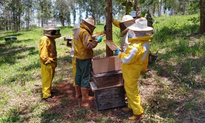 Associação ministra curso de produção de abelhas rainhas