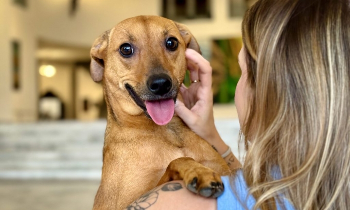 Lei estadual autoriza o sepultamento de cães e gatos em jazigos familiares