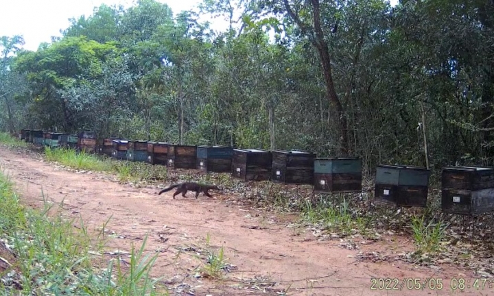 Espécies ameaçadas de extinção são registradas em área florestal de Avaré