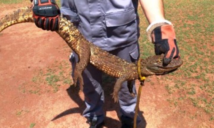 Filhote de jacaré é resgatado por Bombeiros em hotel fazenda