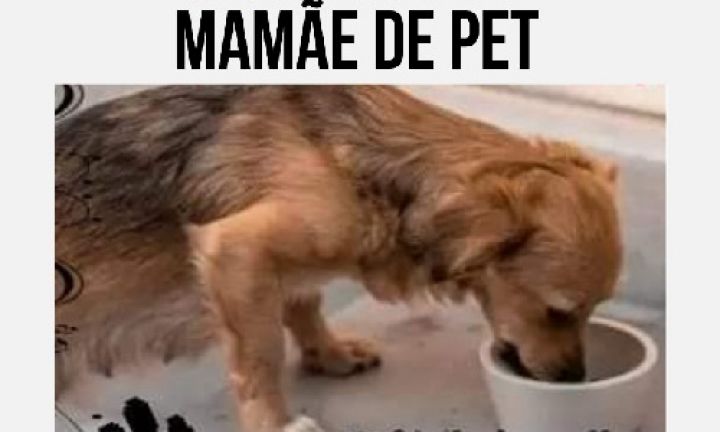 Campanha Mamãe de Pet auxilia pessoas que cuidam de animais em Avaré