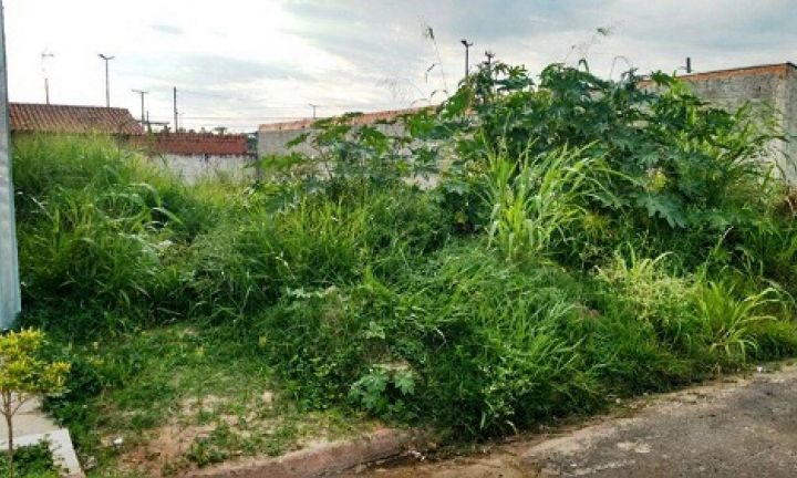 Terreno com mato alto e sem calçada pode gerar multa ao proprietário