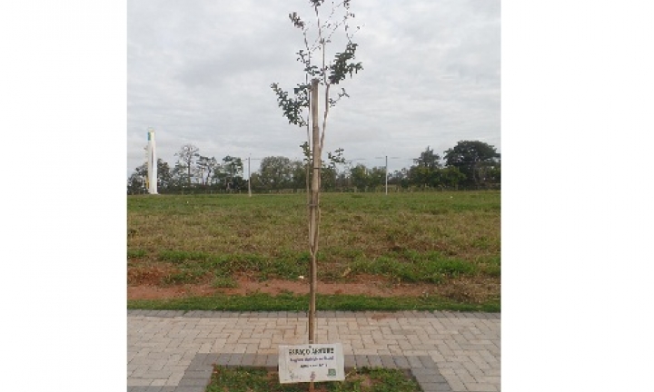 Espaço-Árvore estabelece critérios para plantio de espécies em calçadas