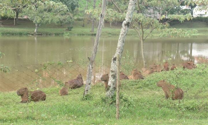 Horto Florestal: confira as medidas preventivas contra a Febre Maculosa