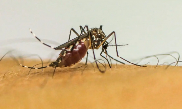 Avaré tem pelo menos 1,3 mil casos registrados de dengue este ano