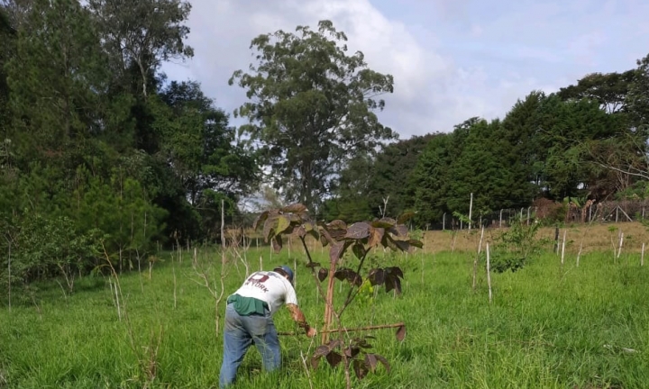 Nascente Modelo de Avaré passa por processo de restauração florestal