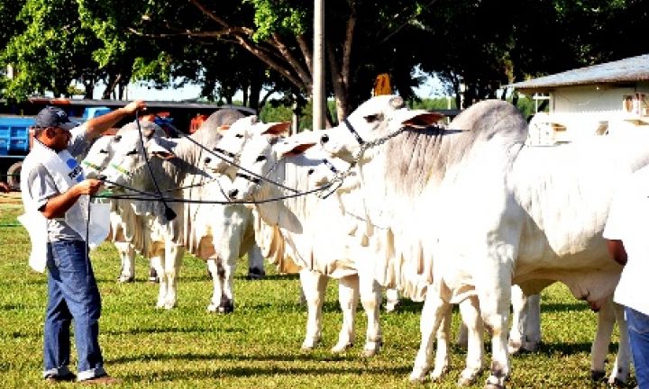 Avaré recebe exposição internacional da raça nelore