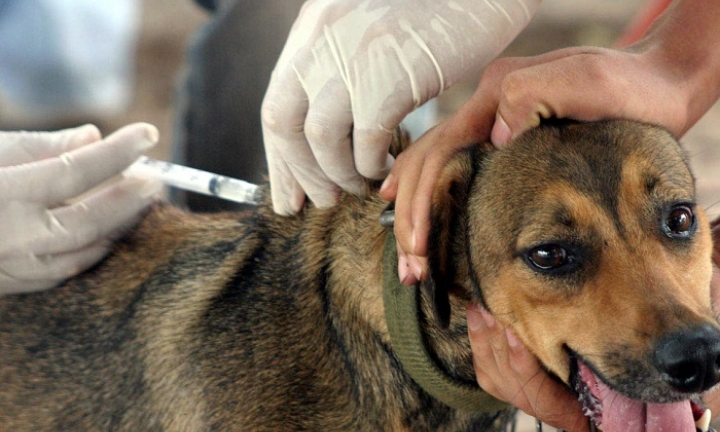 Cães e gatos são vacinados contra raiva nos dias 19, 20 e 21 em Avaré