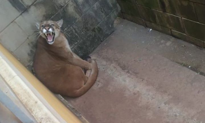 Onça parda é avistada pelas ruas de Cerqueira César e assusta moradores