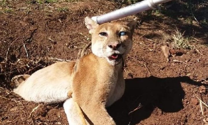 Onça parda é capturada em propriedade rural de Avaré