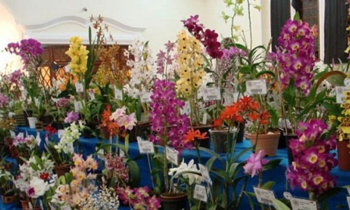 APAE realiza 1ª Feira de Orquídeas, Plantas Ornamentais e Frutíferas