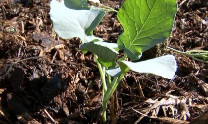 Plantio com uso de palha atrai agricultores em Avaré