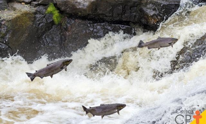 Período da piracema começa e proíbe pesca de espécies nativas até fevereiro