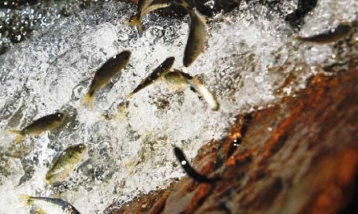 Pesca segue proibida nos rios da região até o fim de fevereiro