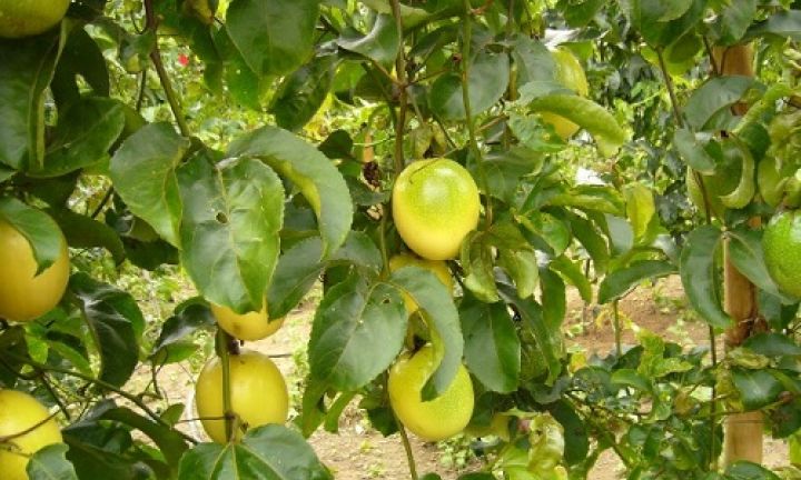 Paranapanema terá Dia de Campo sobre cultura do maracujá