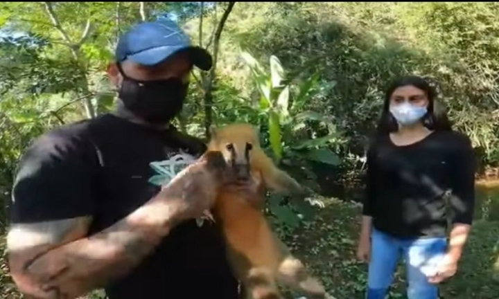 Quati de Cauda Anelada é devolvida à natureza em Cerqueira César