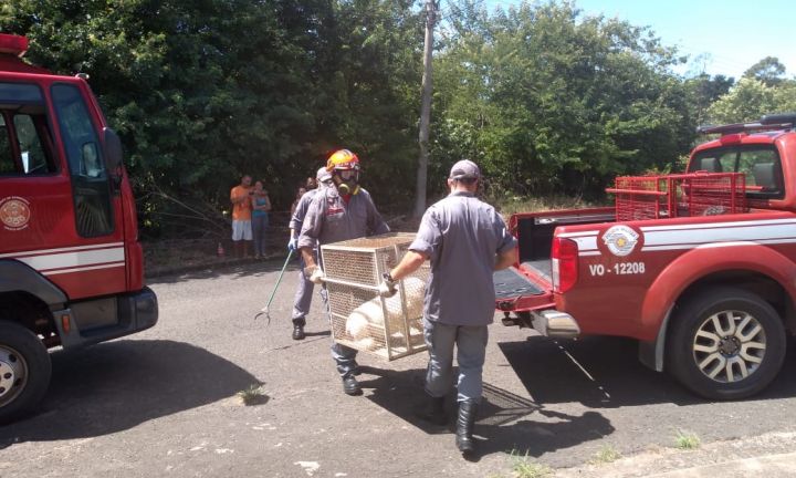 Bombeiros resgatam animais vítimas de maus-tratos em Avaré