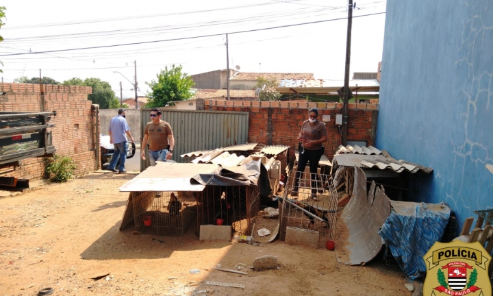 Polícia Civil fecha rinha de galo e resgata aves que sofriam maus-tratos