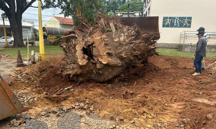 Prefeitura retira raízes de árvores caídas em praças de Avaré