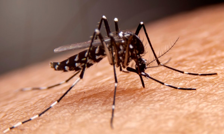 Combate à dengue: UBS Ipiranga será referência no atendimento de casos suspeitos