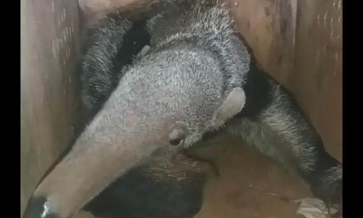 Tamanduá fêmea é atropelada, morre e filhote é resgatado tentando mamar