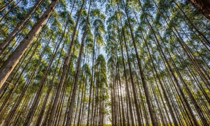 Governo de SP abre licitação para uso de florestas em cidades da região