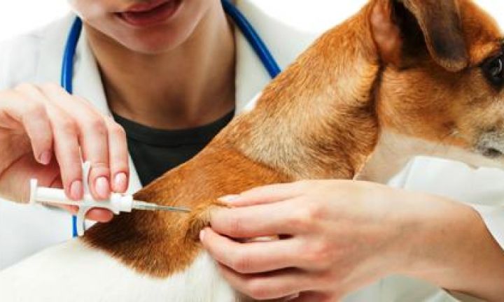 Raiva animal: confira os locais de vacinação