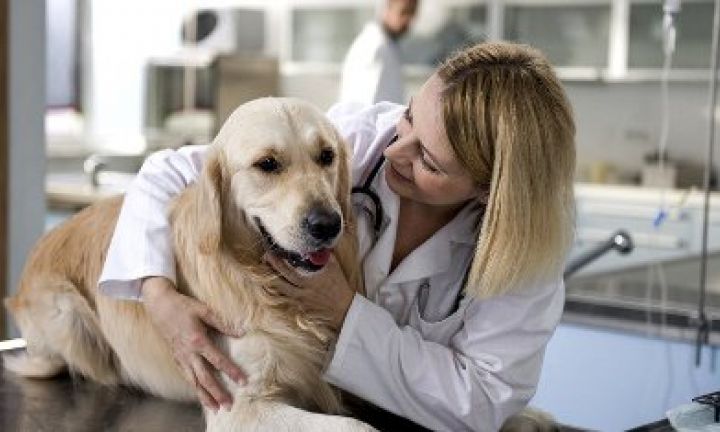 Avaré inicia campanha de prevenção  de câncer de mama em cães