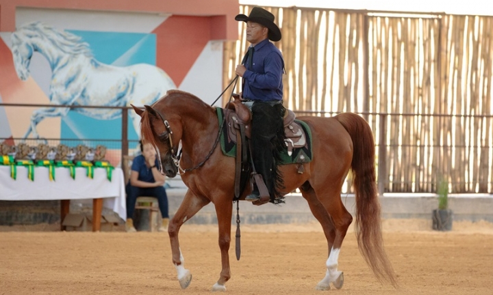 Avaré abre temporada nacional do Cavalo Árabe com exposição durante a Exponel