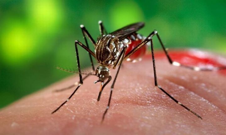 Nova sequência genética do vírus Zika pode causar nova epidemia no país
