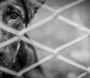 Veterinária identifica caso grave de maus-tratos a animais na zona rural de Avaré