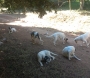 Força-tarefa retira cães de chácara em Avaré em desdobramento de operação