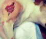 Governo sanciona lei que proíbe tatuagens e piercings em cães e gatos