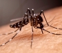 Combate à dengue: UBS Ipiranga será referência no atendimento de casos suspeitos