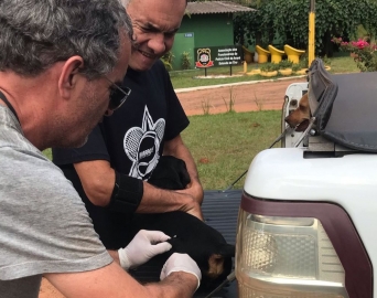 Vacinação contra a raiva em cães e gatos acontece nos dias 29 e 30 de abril