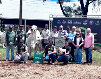 Exponel 2026 coloca Avaré no centro da pecuária nacional e reúne elite da genética Nelore do Brasil