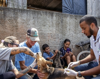 Projeto prevê vacina gratuita para animais domésticos em vulnerabilidade