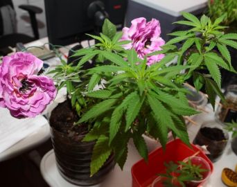 Mãe denuncia filho por tráfico após notar plantas estranhas em quintal