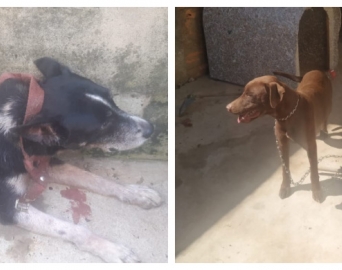 Dois cachorros em situação de abandono são resgatados pela Polícia Civil