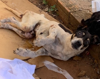 Cachorro em situação de abandono é resgatado e tutor preso pela Polícia Civil 